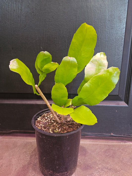Epiphyllum Oxypetalum 'Night Blooming Cereus'
