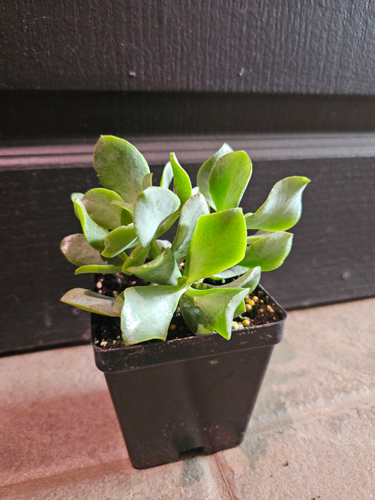 Ripple Jade