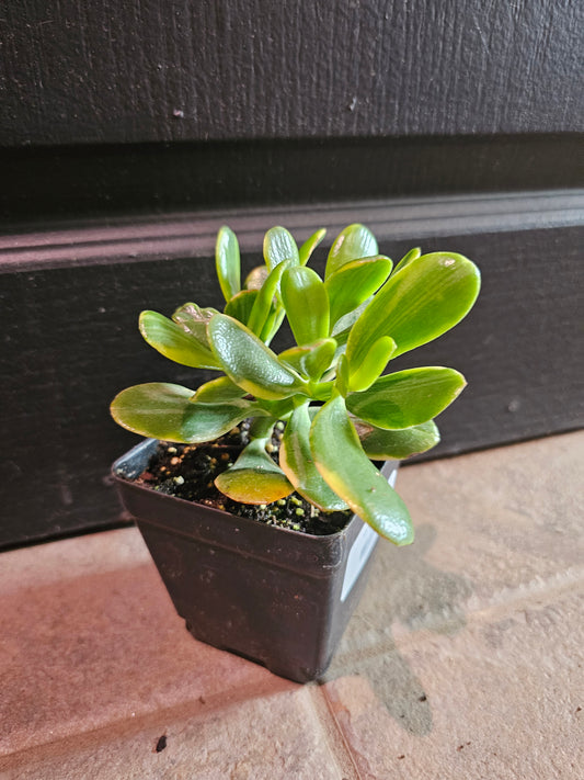 Variegated Jade