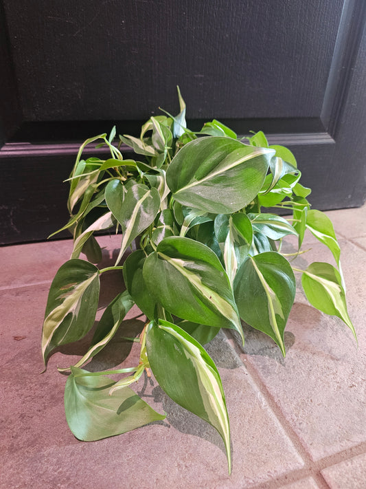 Philodendron Rio
