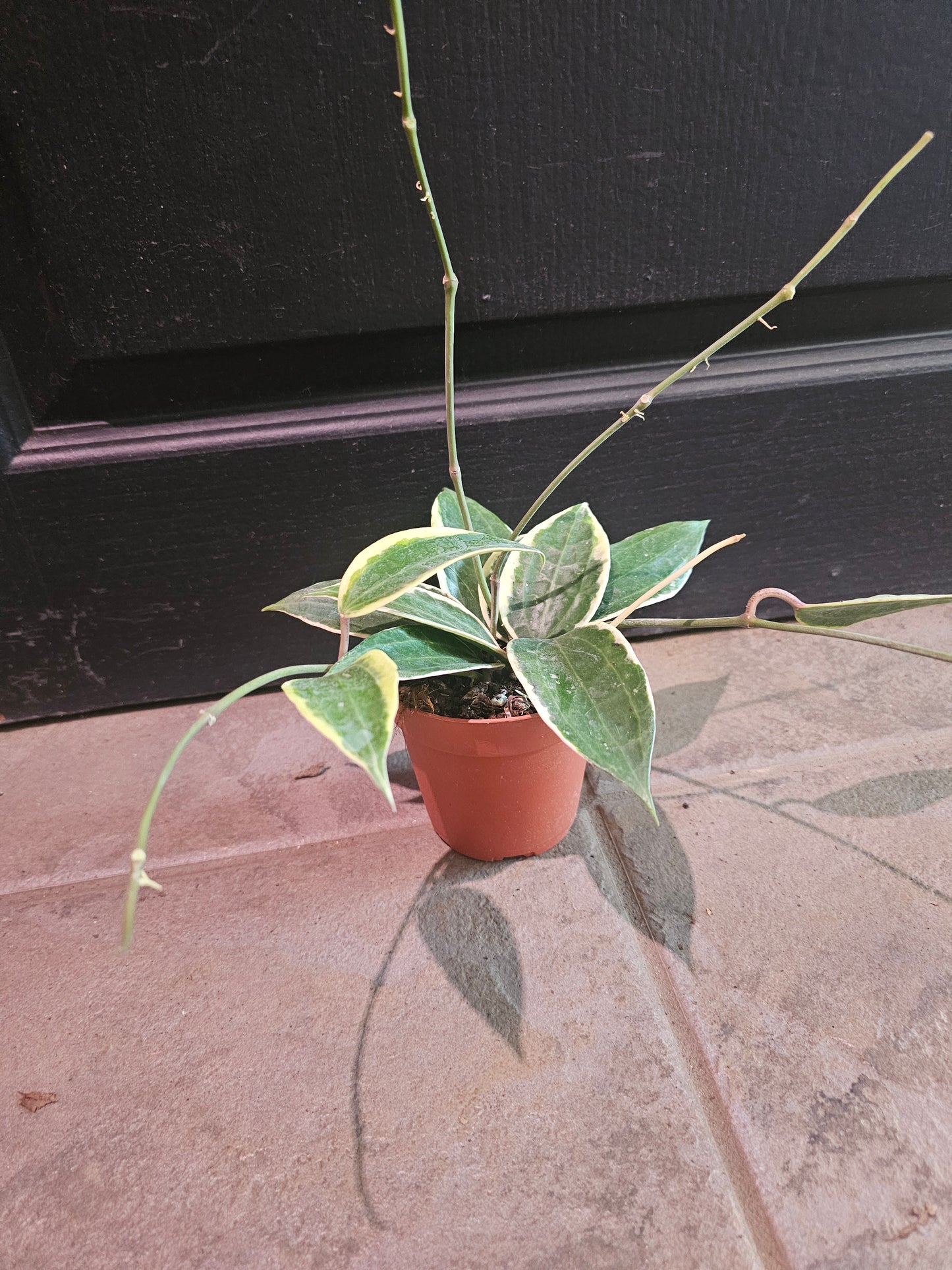 Hoya Macrophylla Variegata