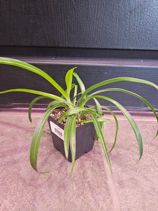 Chorophytum Comosum 'Spider Plant' Solid Green
