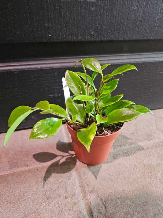 Hoya Sunrise