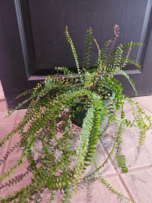 Adiantum Caudatum 'Trailing Maidenhair' Fern