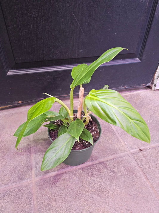 Philodendron Subhastatum