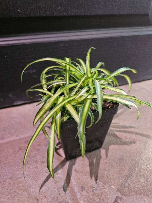 Hawaiian Spider Plant