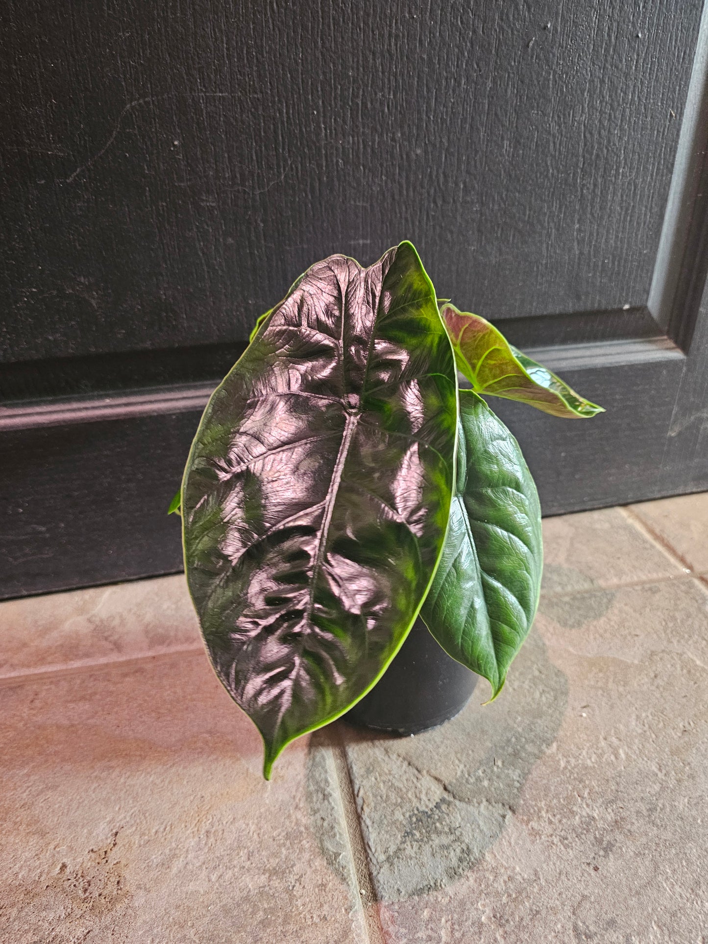 Alocasia 'Green Unicorn'