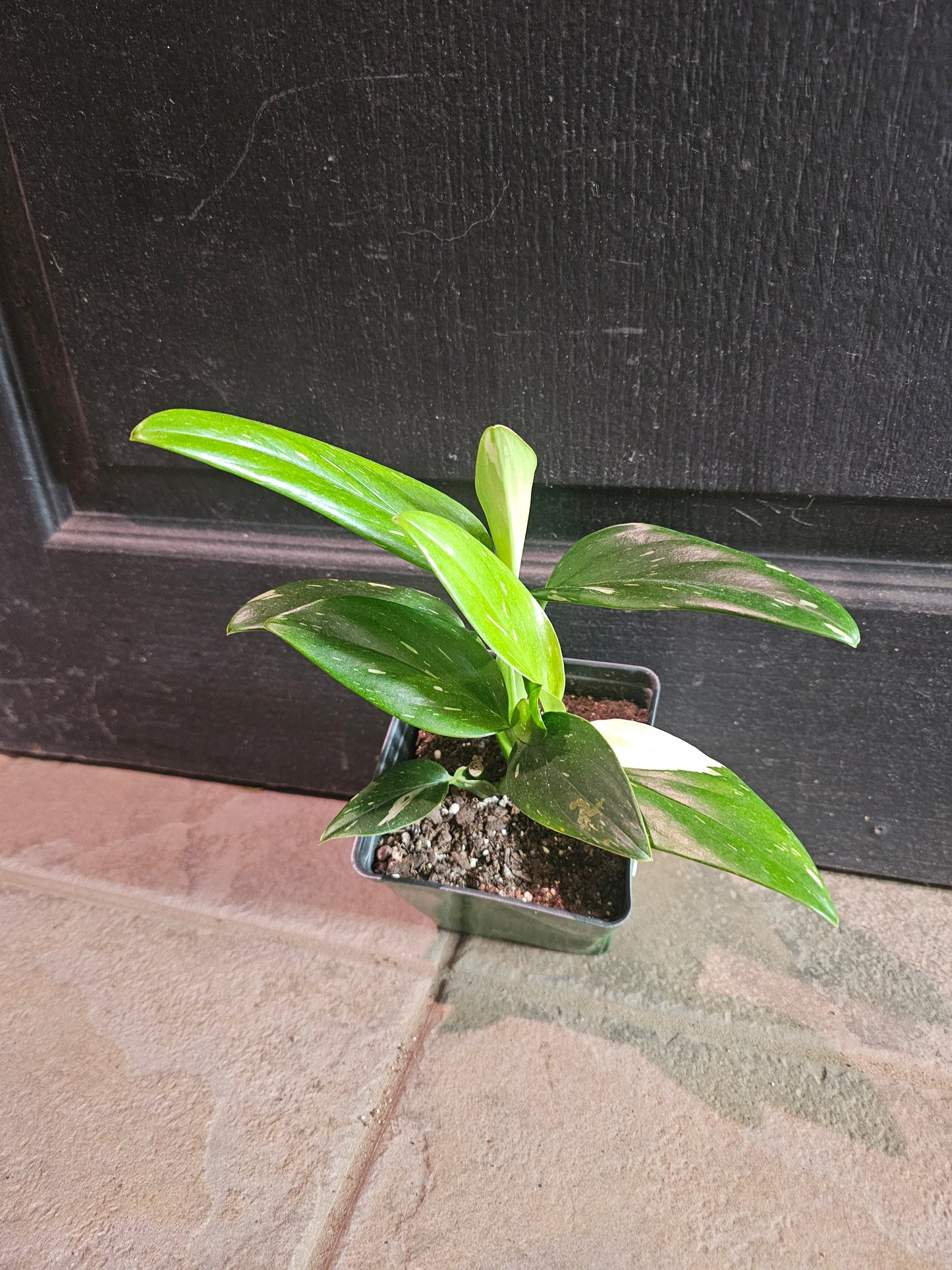 Monstera Standleyana Albo 'Cobra'