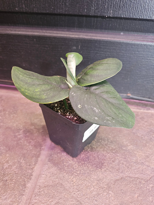 Jade Scindapsus Satin