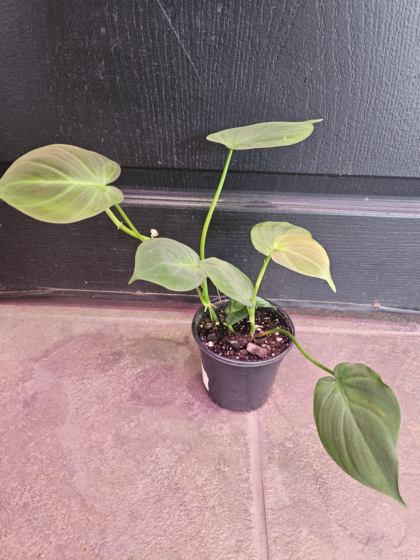 Philodendron Camposportoanum