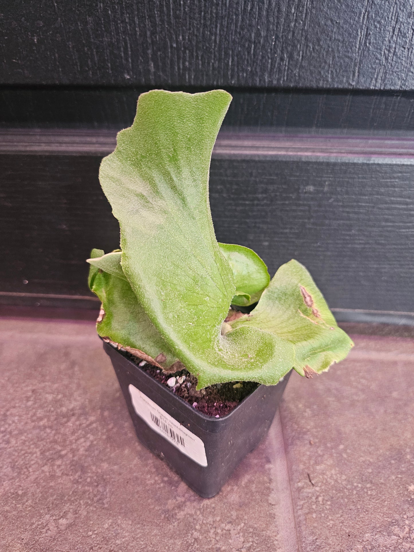 Platycerium Grande 'Giant Staghorn'