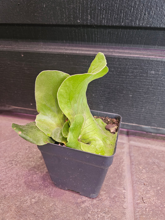 Platycerium Elephantotis