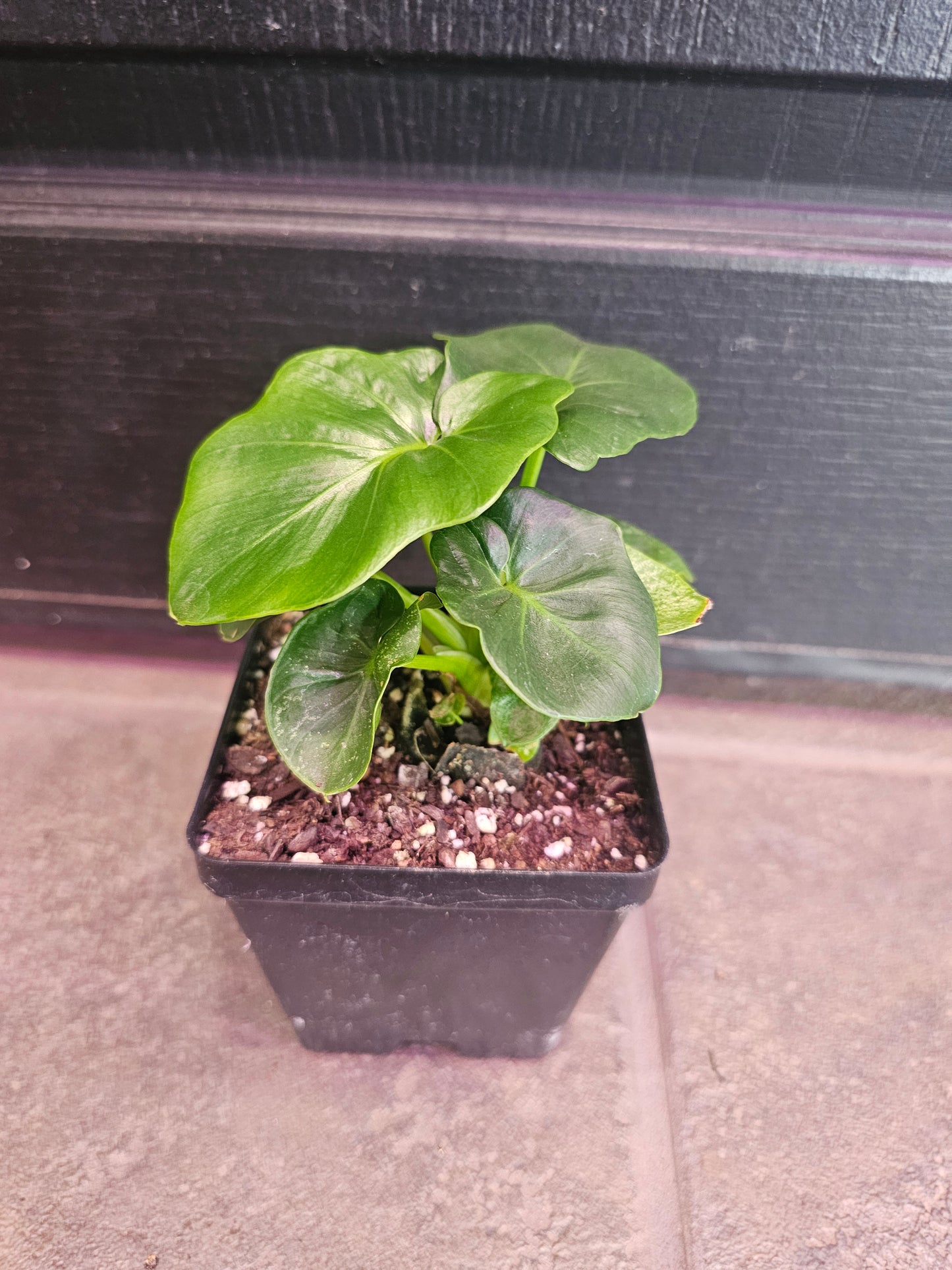 Philodendron Atom