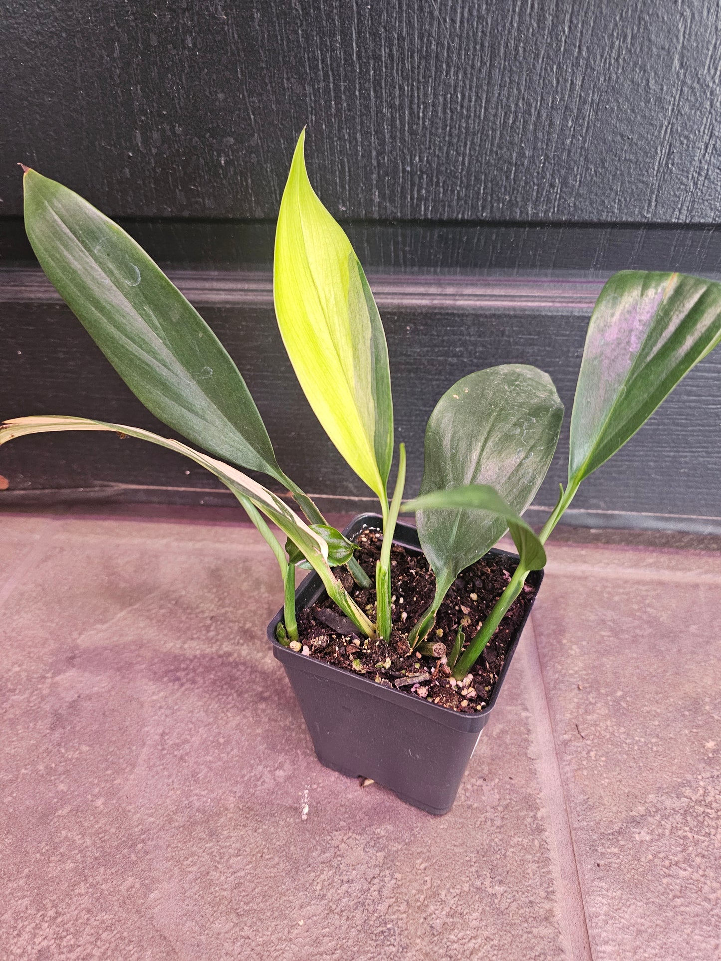 Epipremnum Amplissimum Variegated