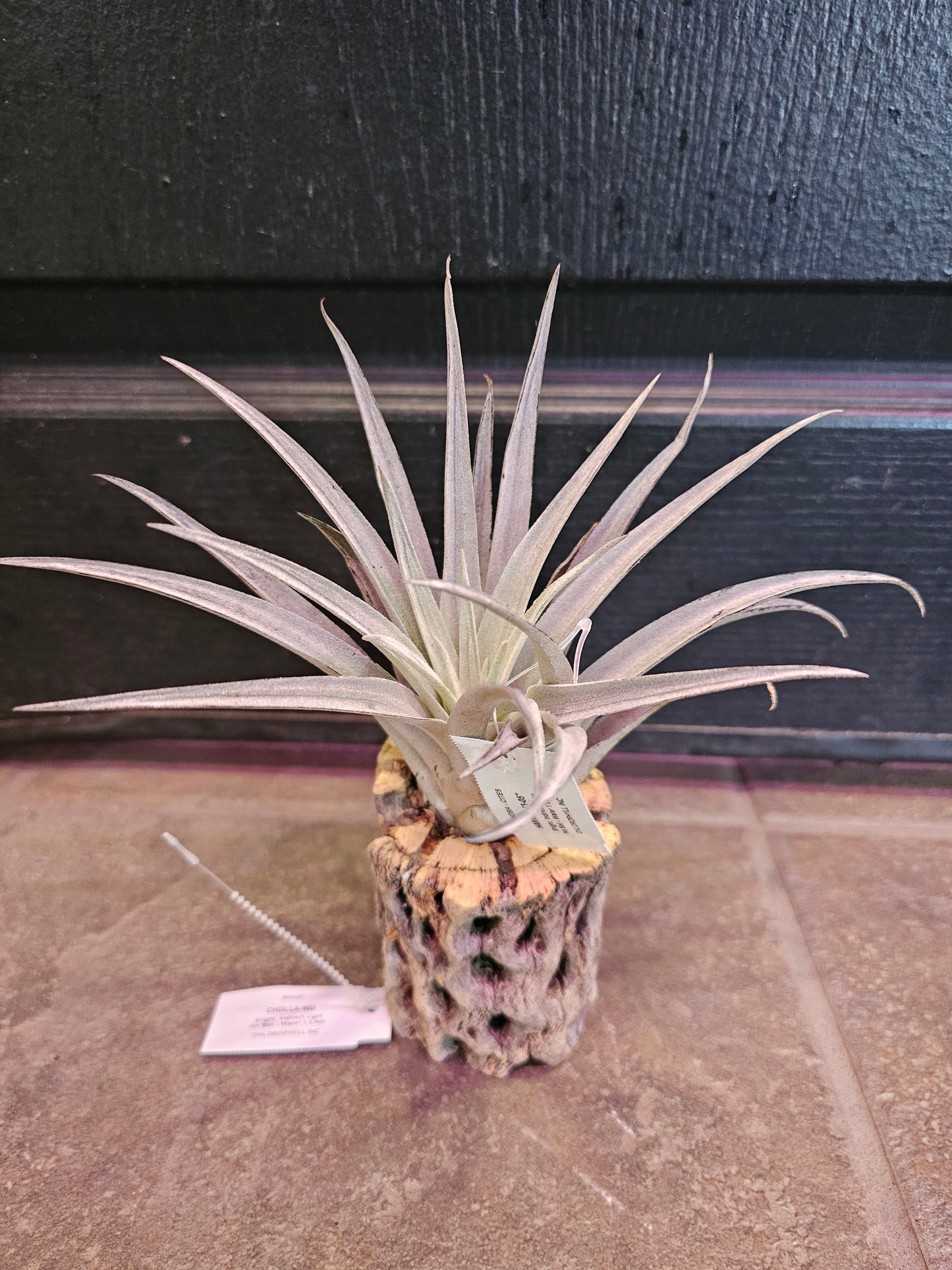 Air Plant - Tillandsia Harrisii