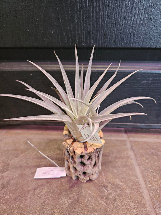 Air Plant - Tillandsia Harrisii