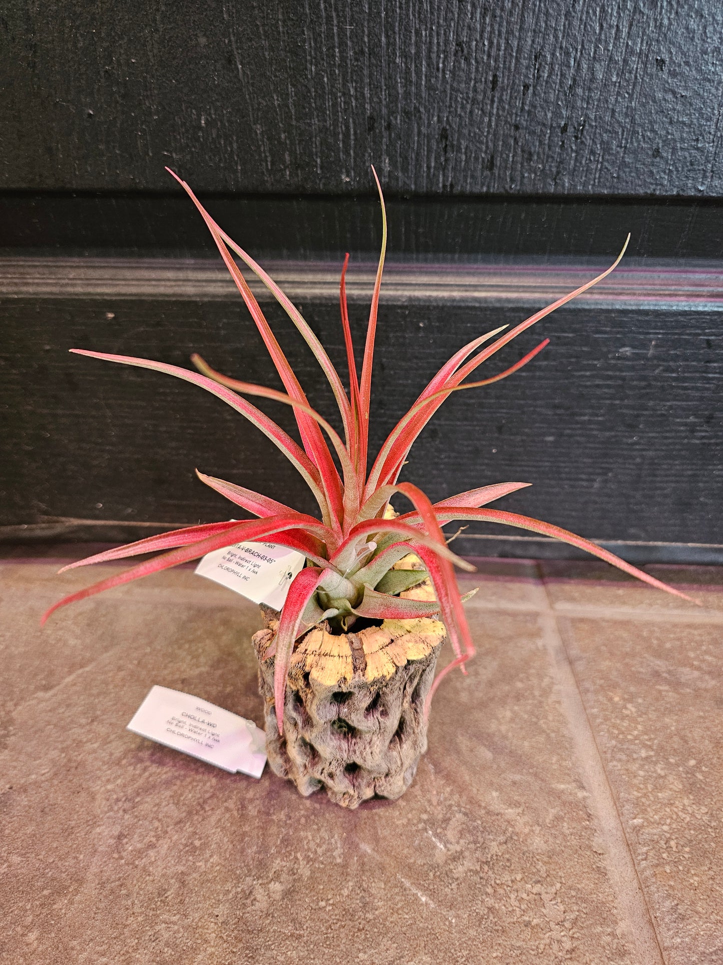 Air Plant - Tillandsia Abdita V. Branch