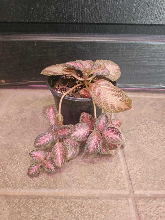 Episcia Cupreata 'Flame Violet'