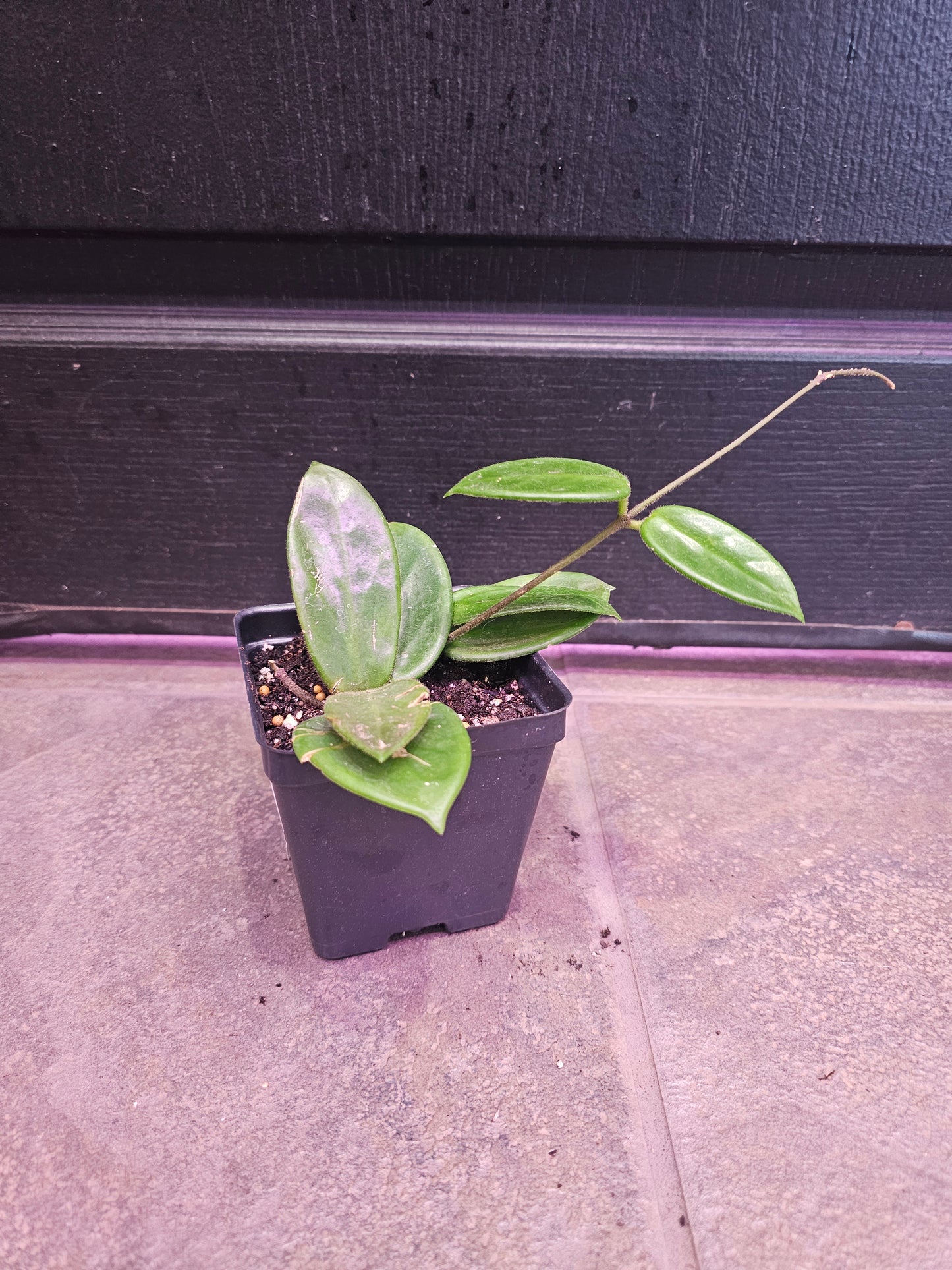 Hoya Vangviengiensis