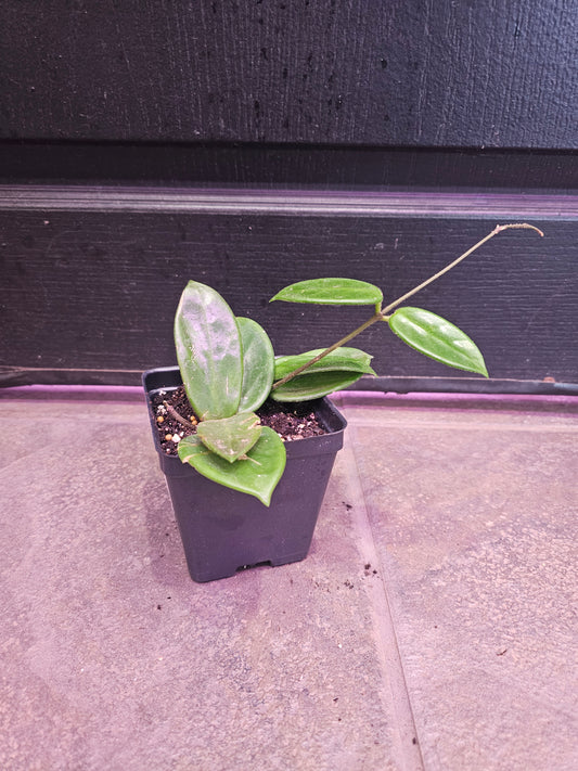 Hoya Vangviengiensis