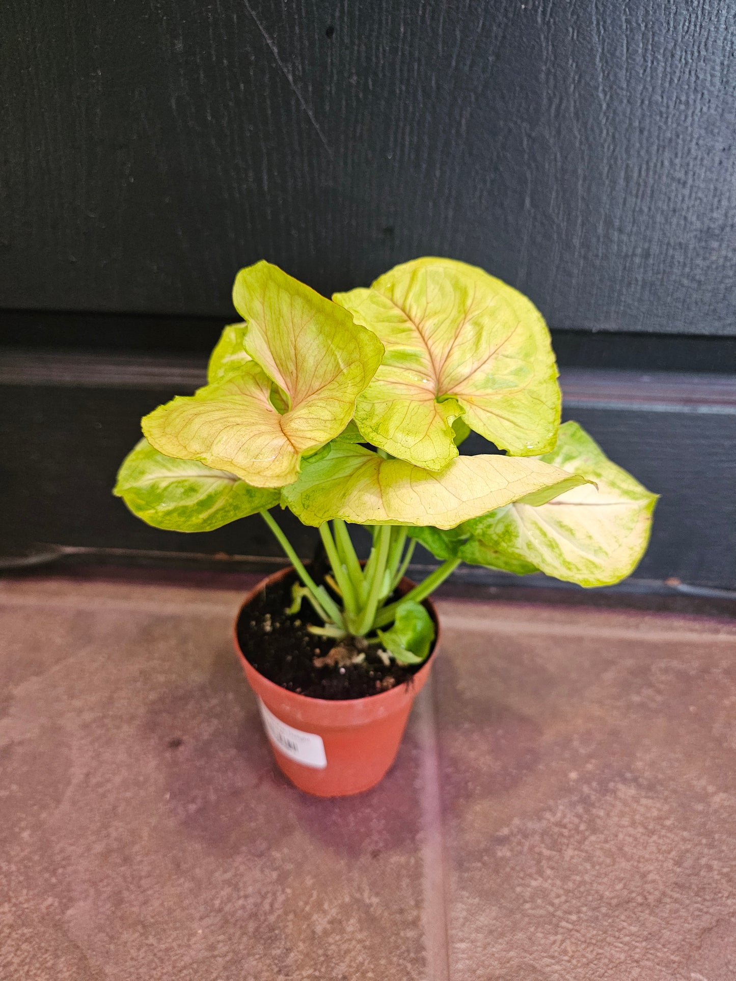 Syngonium Kiwi Delight