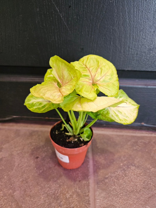 Syngonium Kiwi Delight