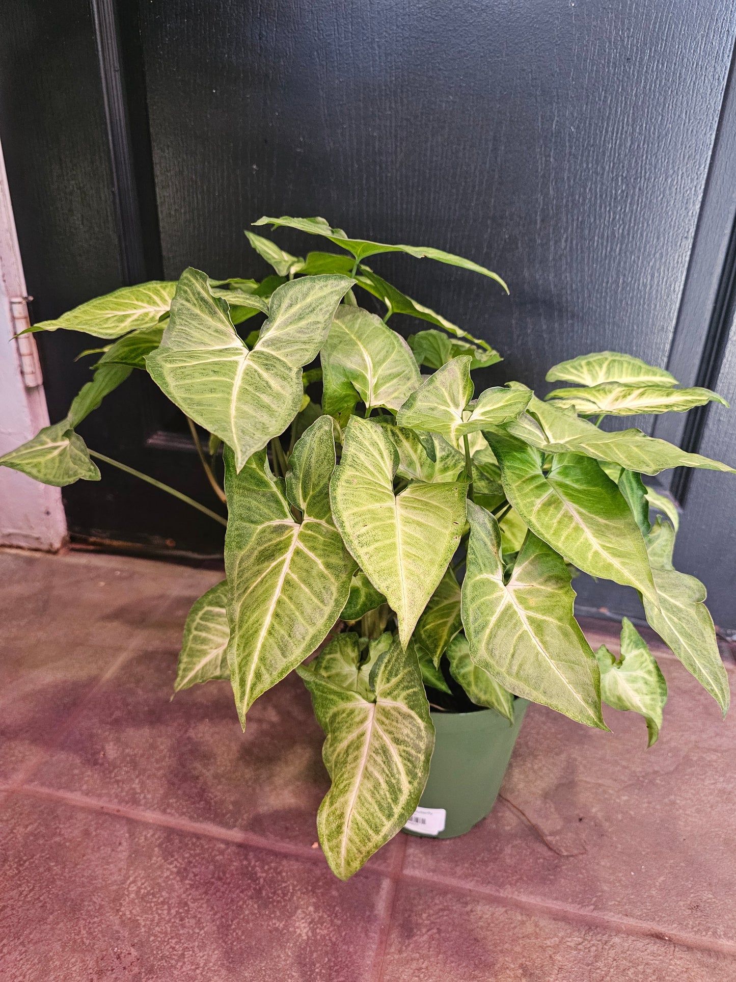 Syngonium Butterfly