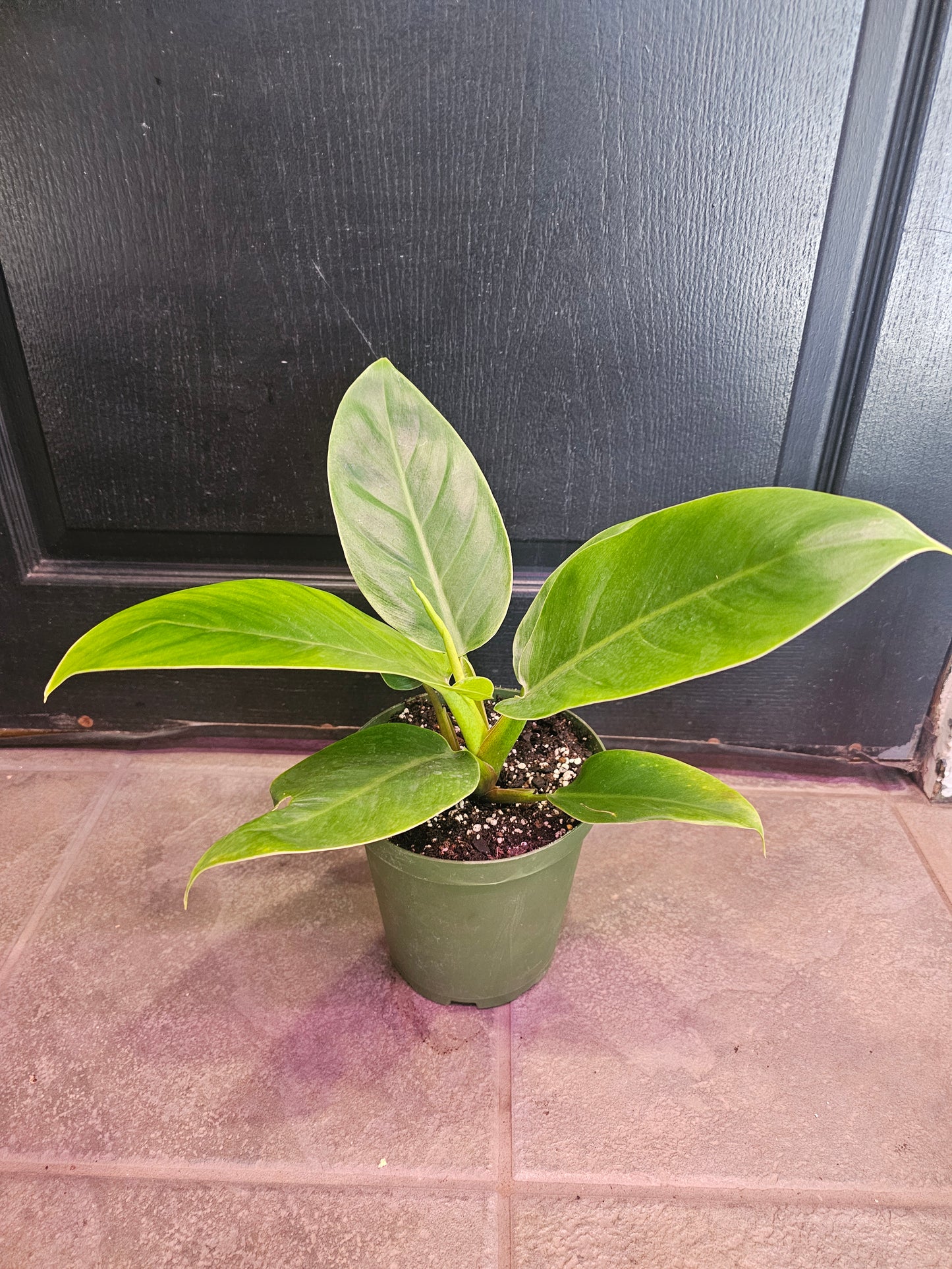 Philodendron Green Congo