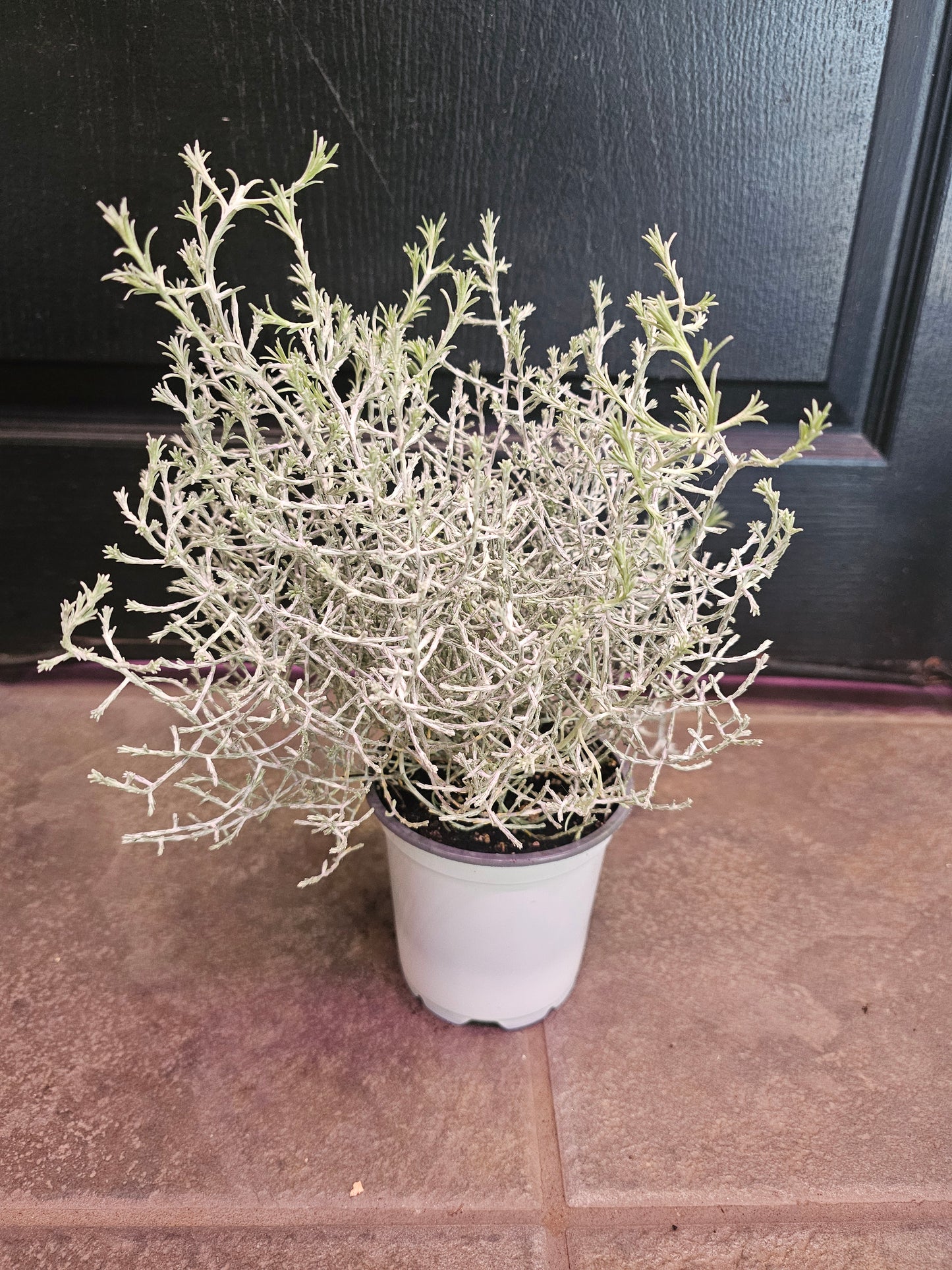 Calocephalus "Silver Sand"