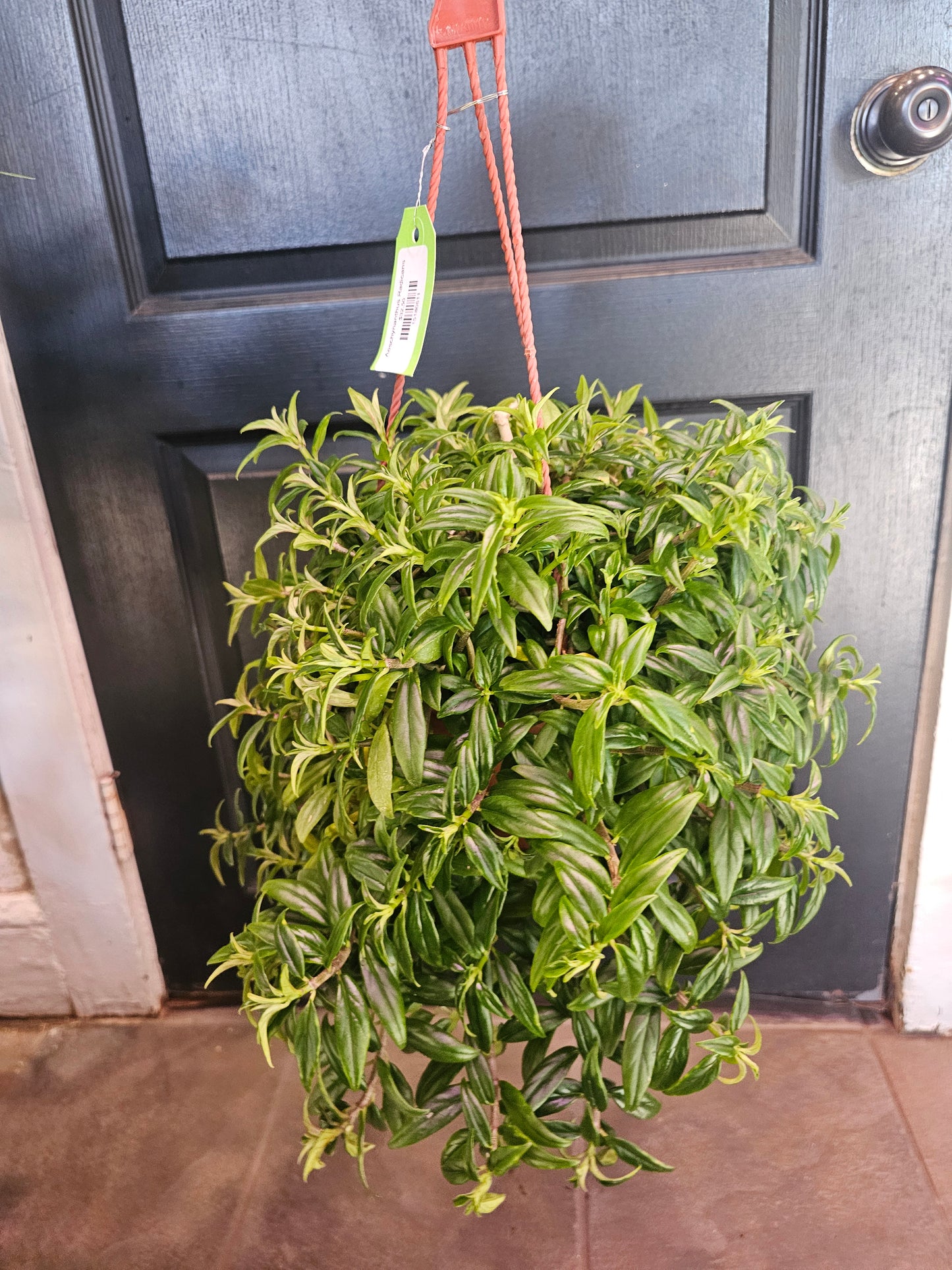 Aeschynanthus Radicans