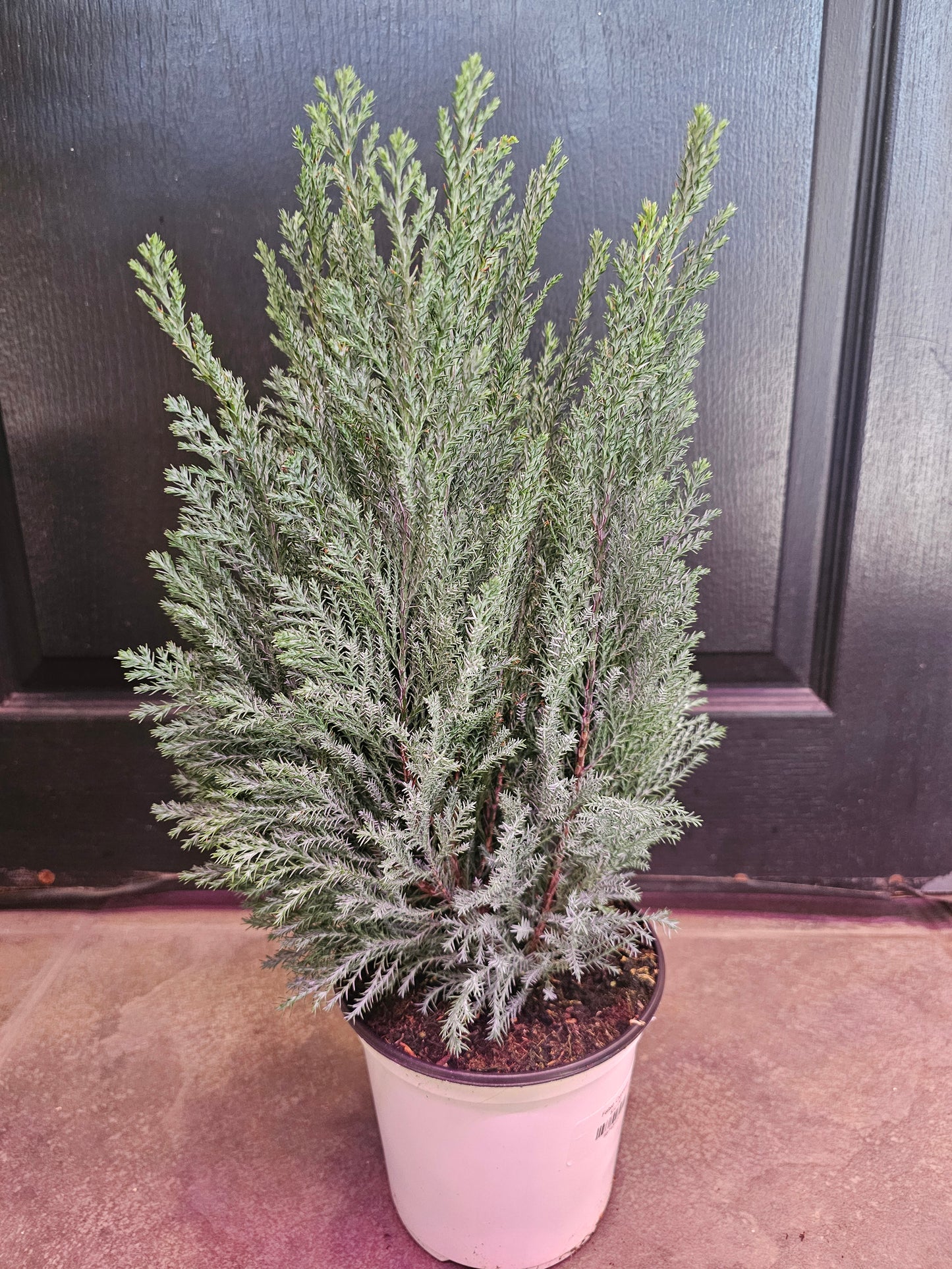 False Cypress