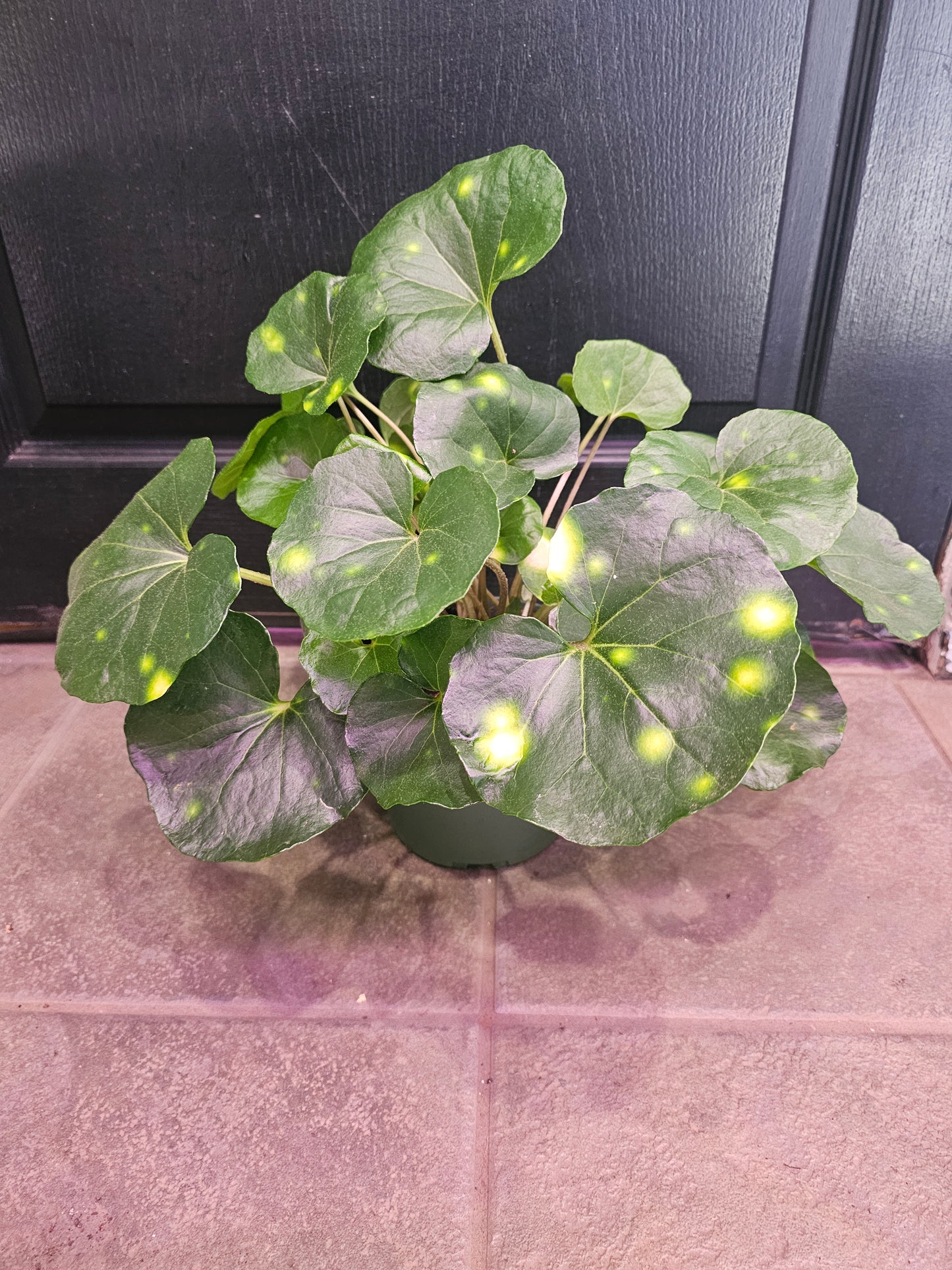Farfugium Japonicum 'Firefly'
