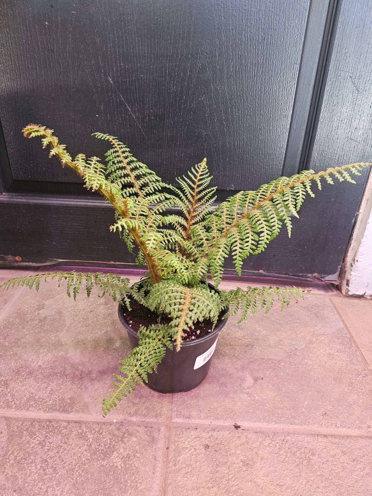 Cyathea Tomentosissima 'Highland Lace' Dwarf Wooley Tree Fern