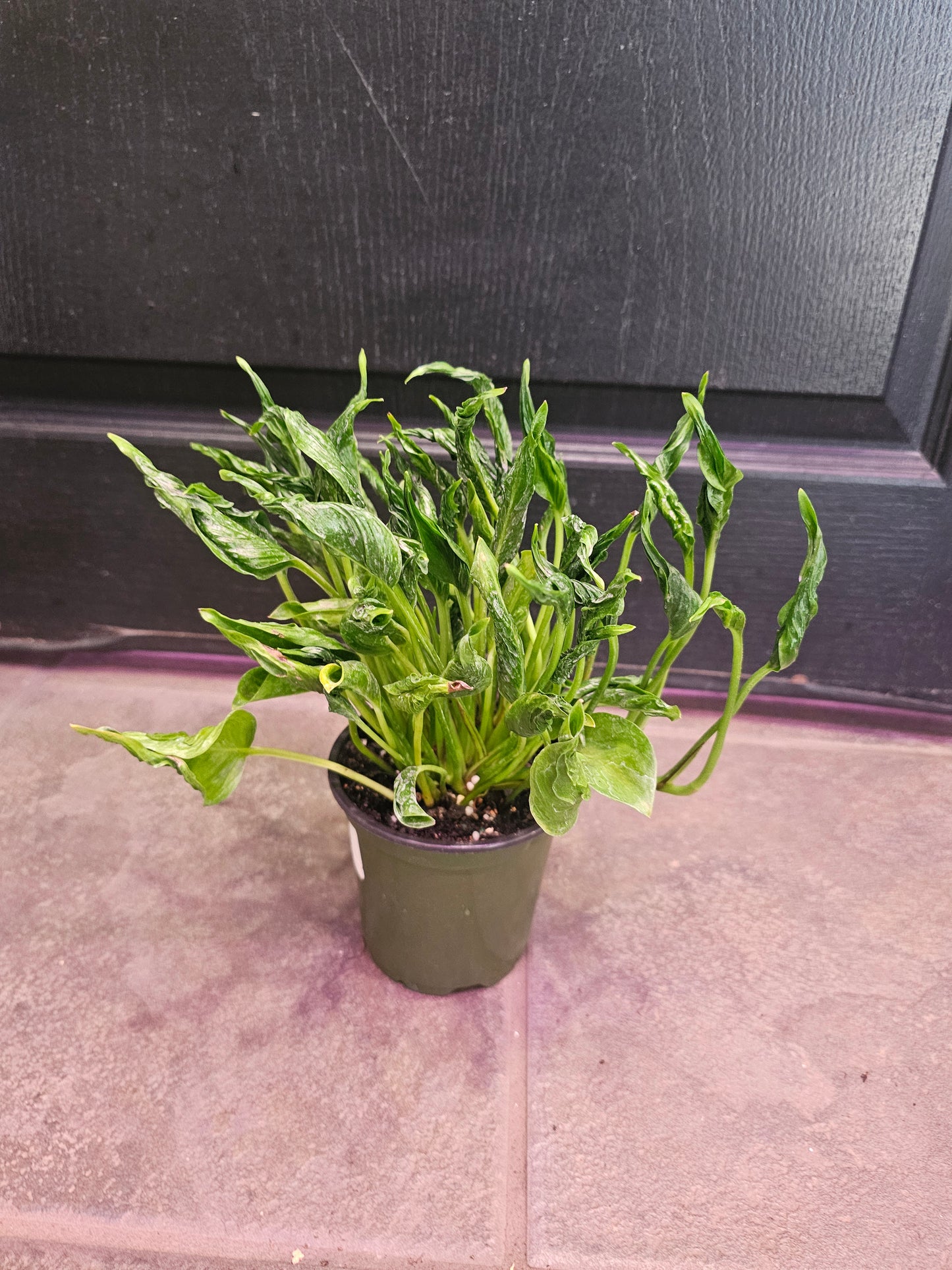 Shangri-La Pothos