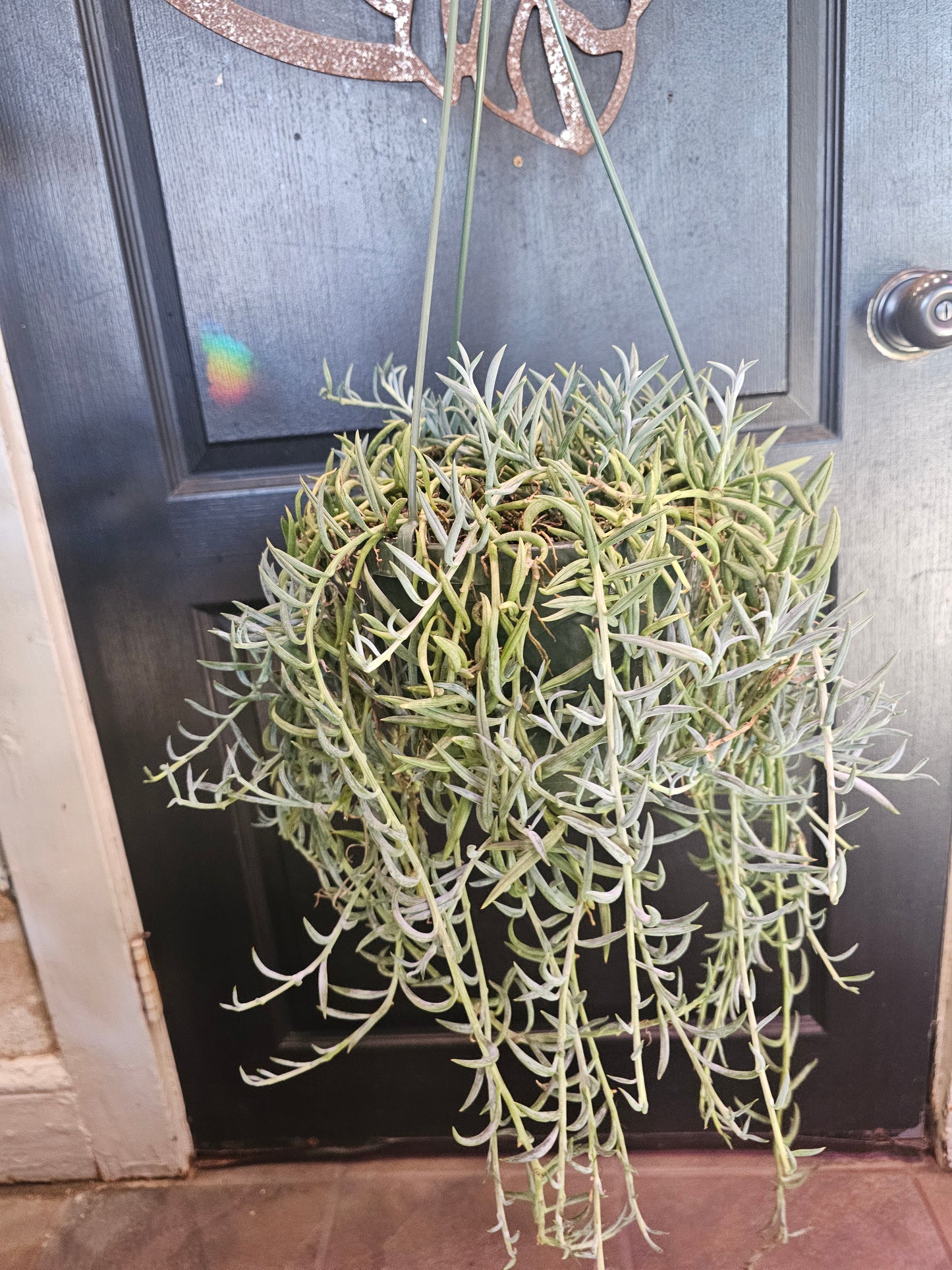 String Of Fish Hooks