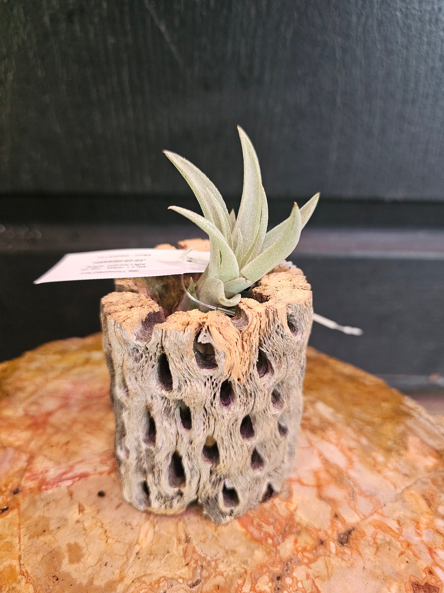 Air Plant - Tillandsia Harrisii