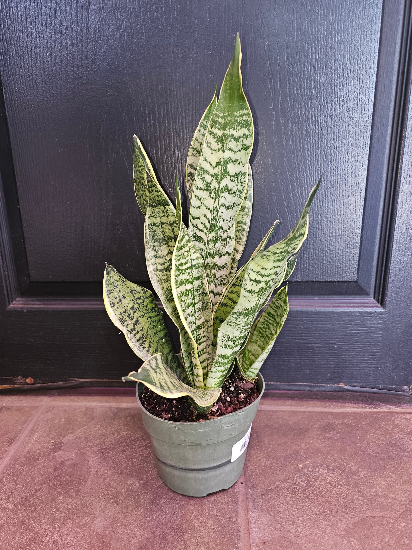 Sansevieria Zeylanica Superba Golden Edge