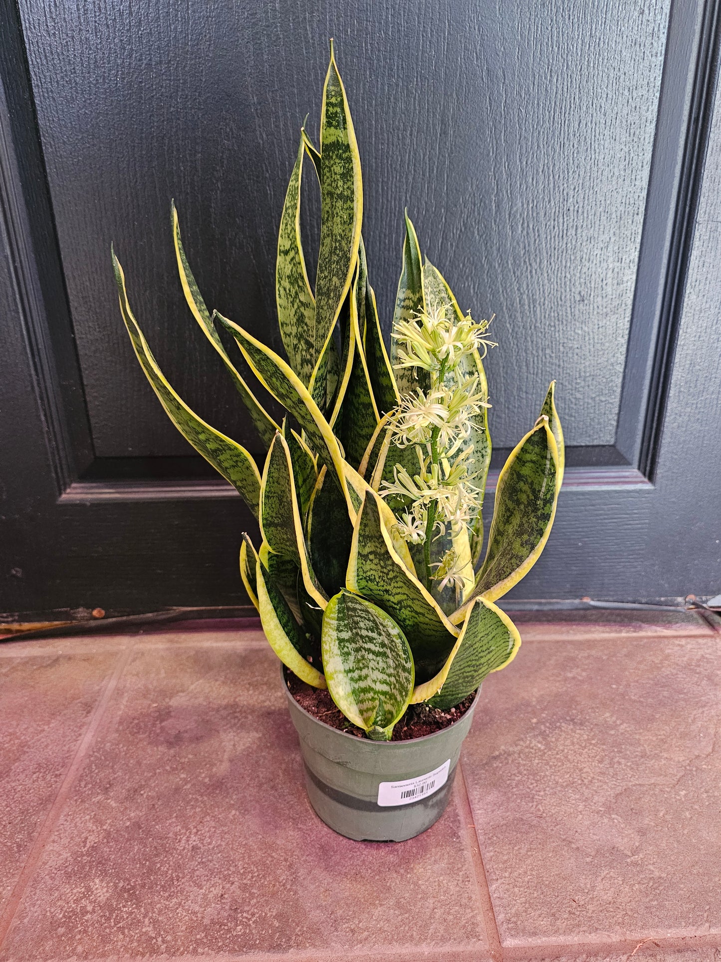 Sansevieria Laurentii Superba