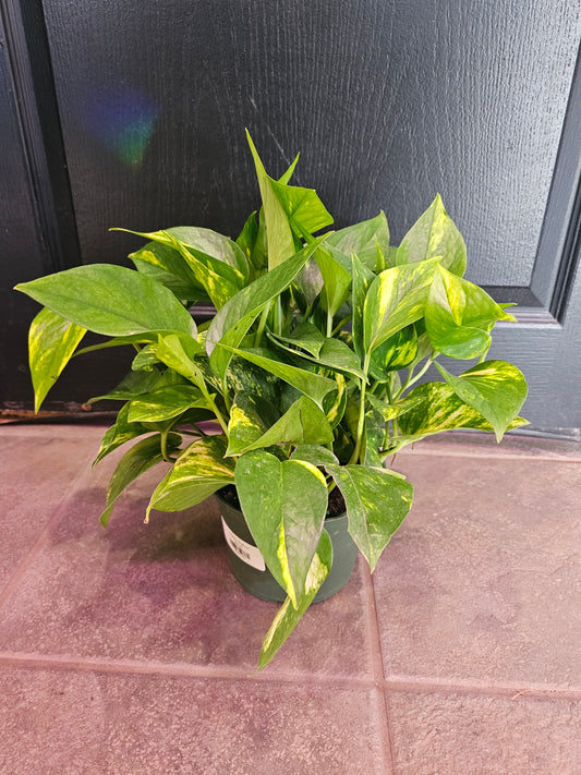 Golden Pothos