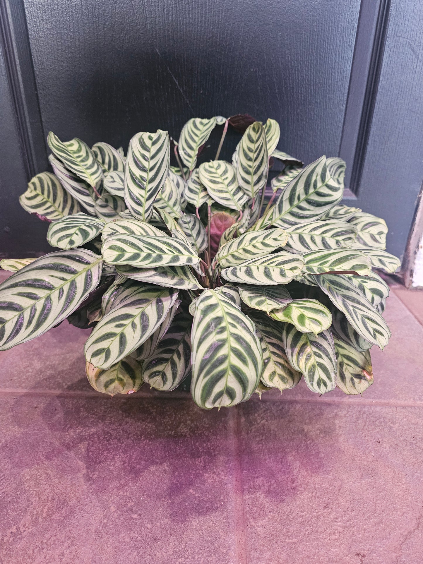 Burle Marxii Calathea