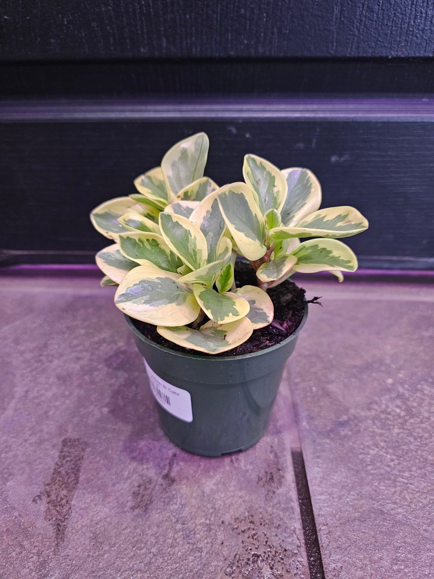 Peperomia Obtipan Bi Color