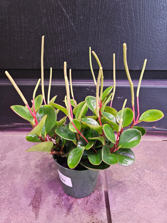 Peperomia Obtipan