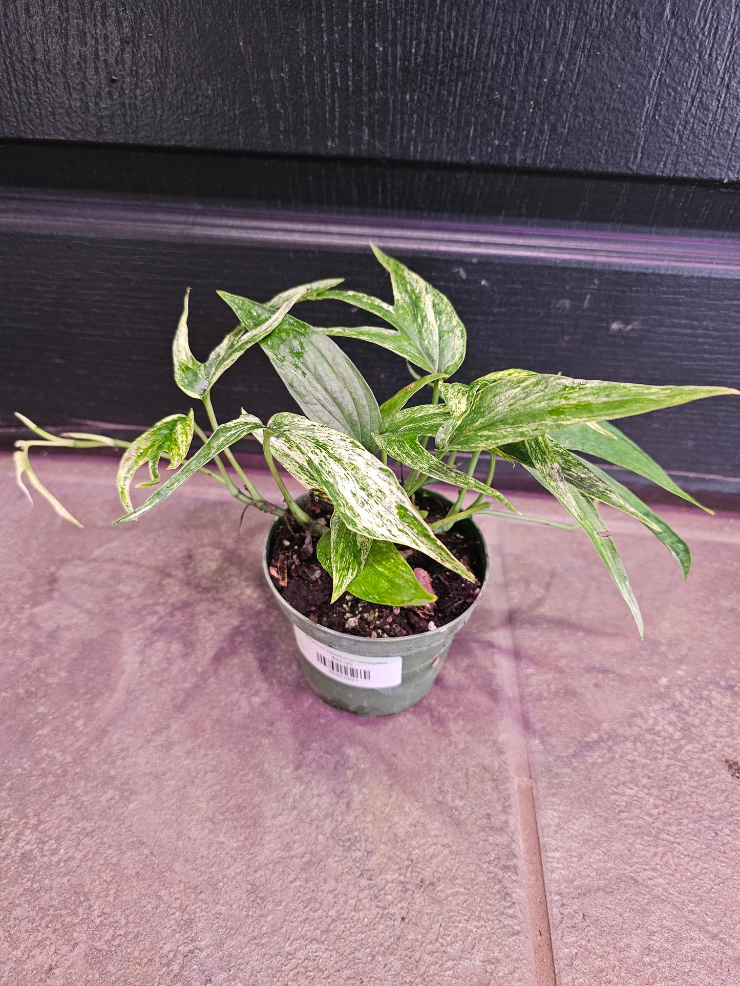 Amydrium Zippelianum Variegated