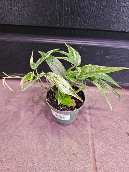 Amydrium Zippelianum Variegated