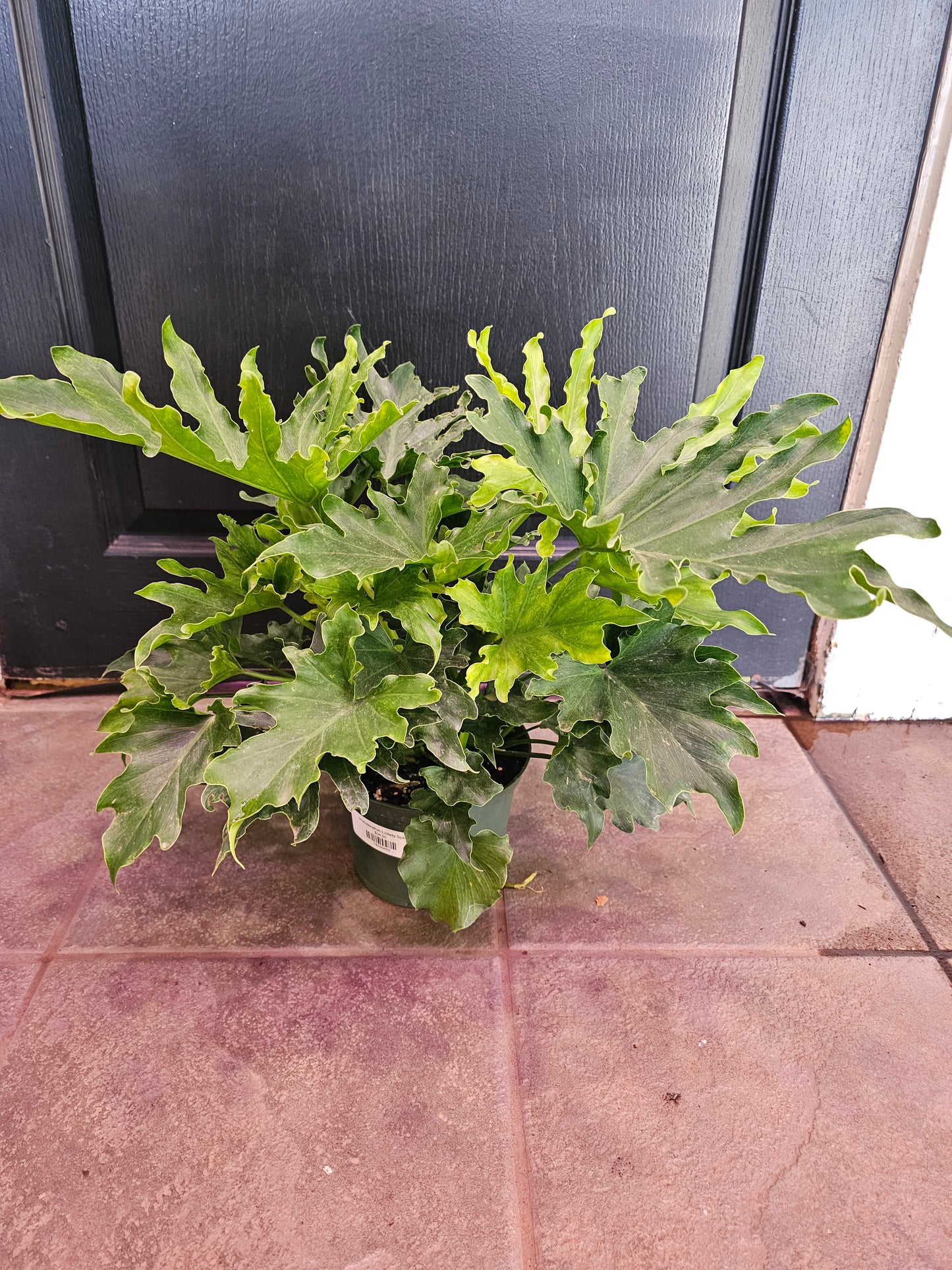 Philodendron Lickety Split