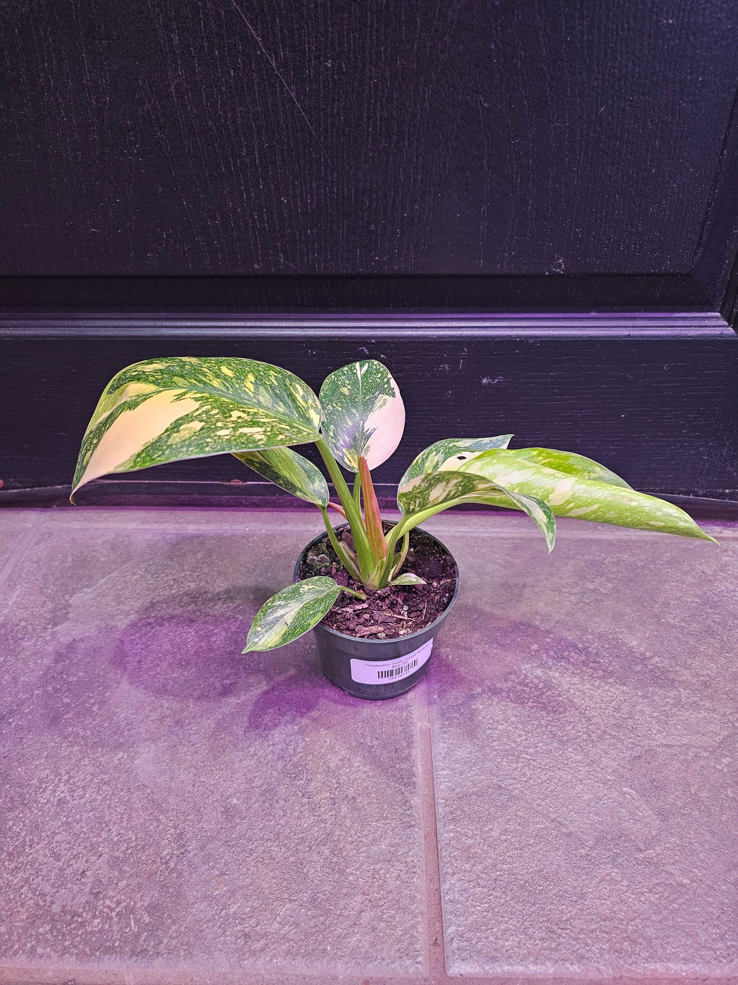 Philodendron Green Congo 'Nuclear'