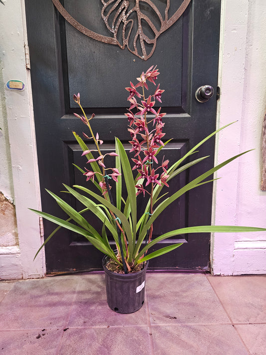 Cymbidium Orchid