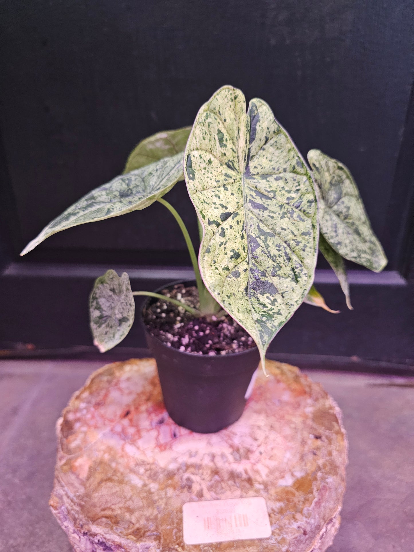 Alocasia Dragon Scale 'Mint'