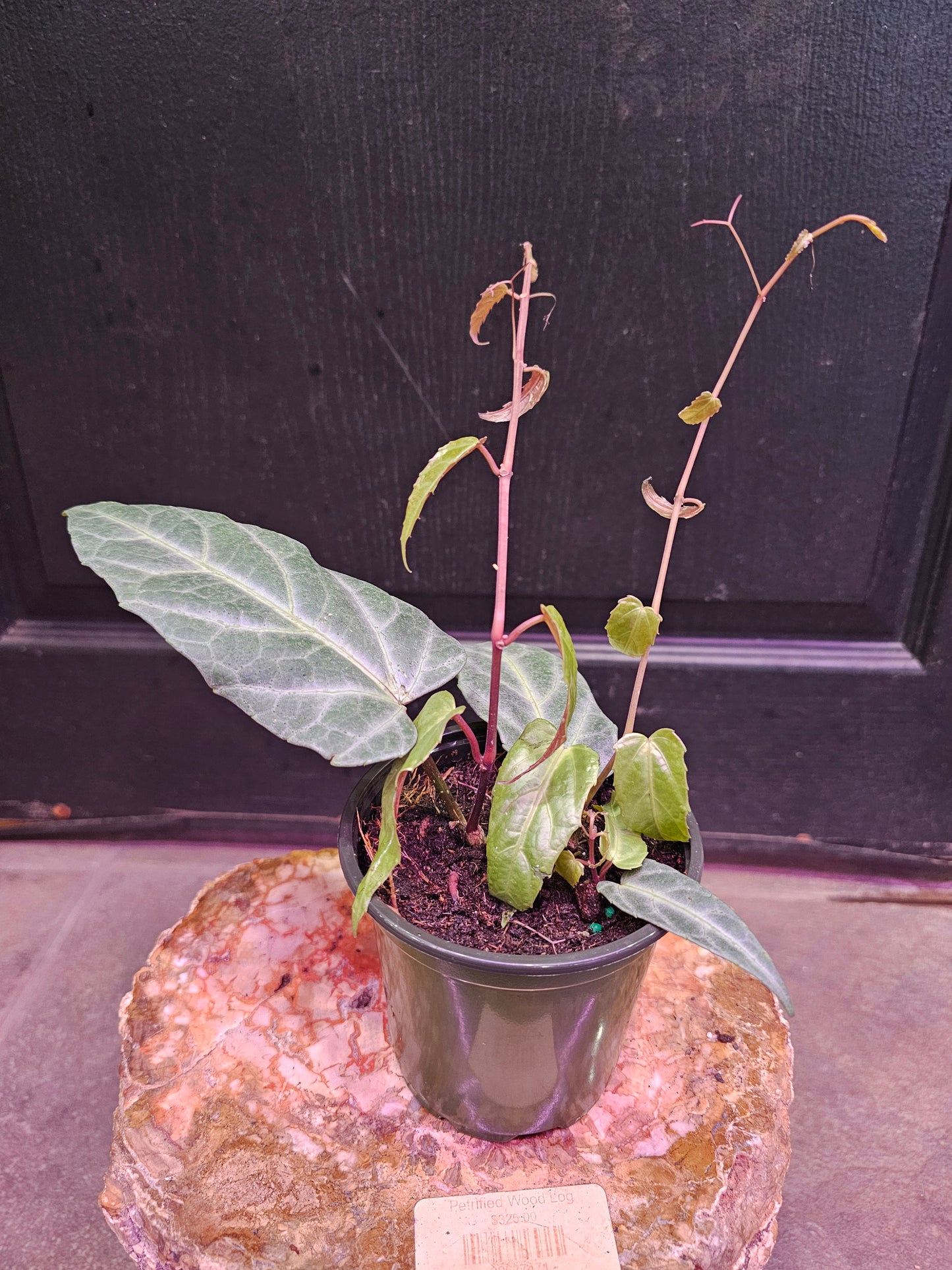 Cissus Amazonica 'Jungle Vine'