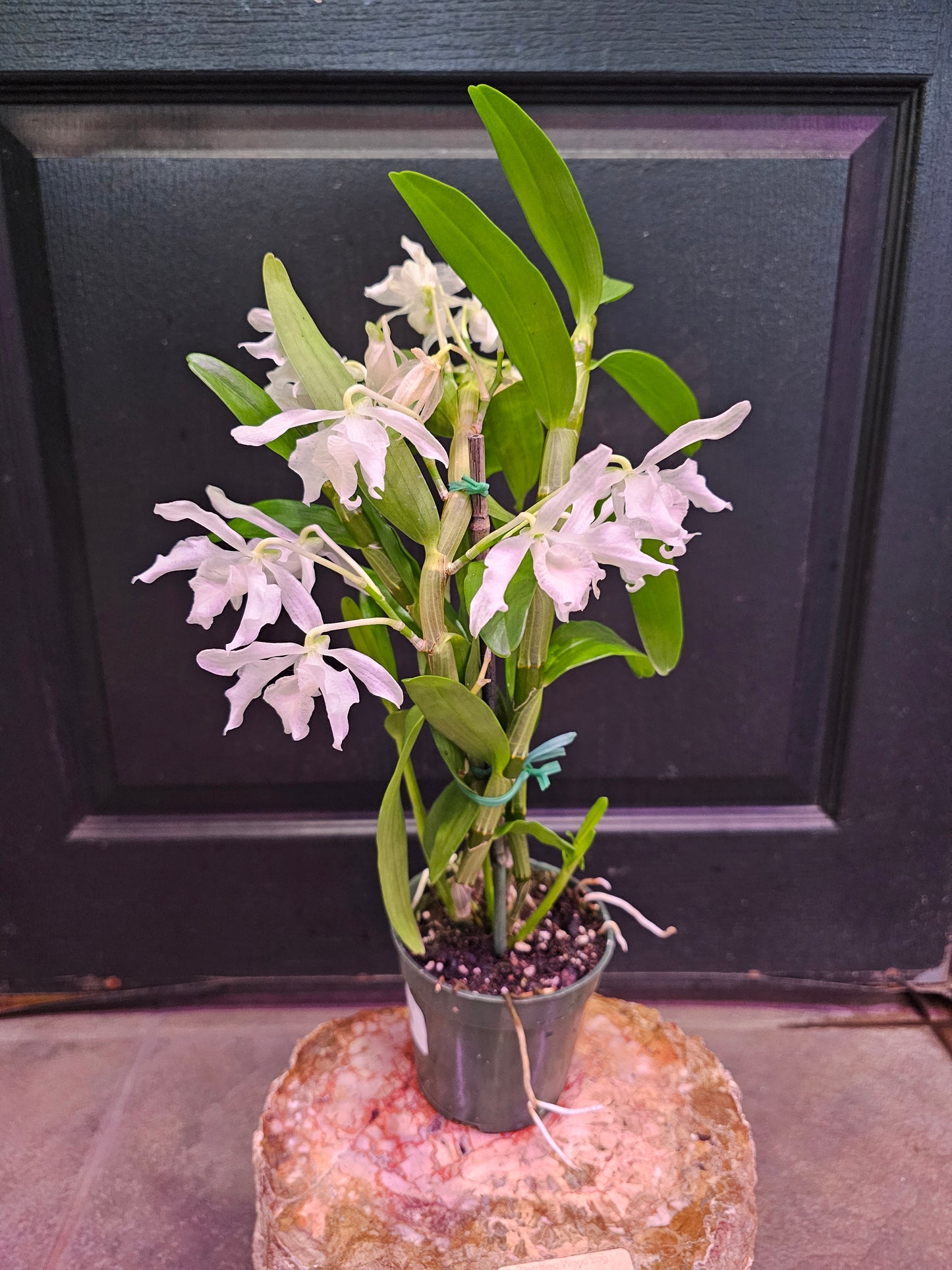 Dendrobium Orchid